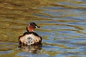 Little grebe - H
